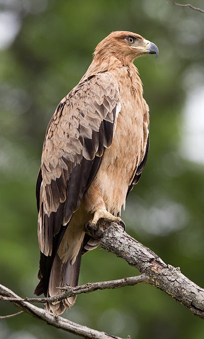 immature Tawny Eagle